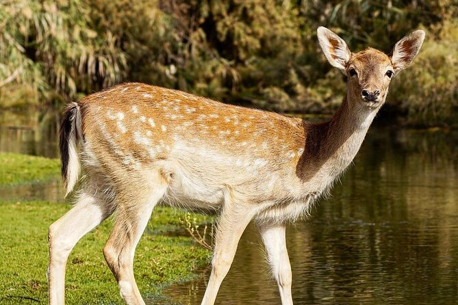 Africano Park Alexandria Safari From Cairo - Good To Know
