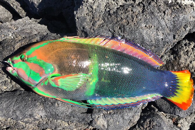 Afternoon Beach Fishing Trip in Hawaii - Good To Know