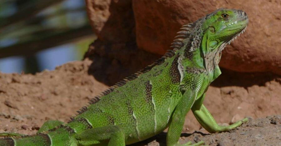 Agadir: Agadir Crocodile Park Adventure