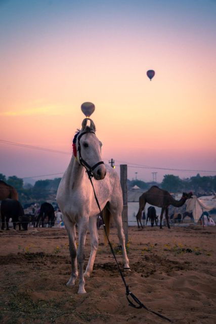 Agadir: Beach and Ranch Horse Riding Tour