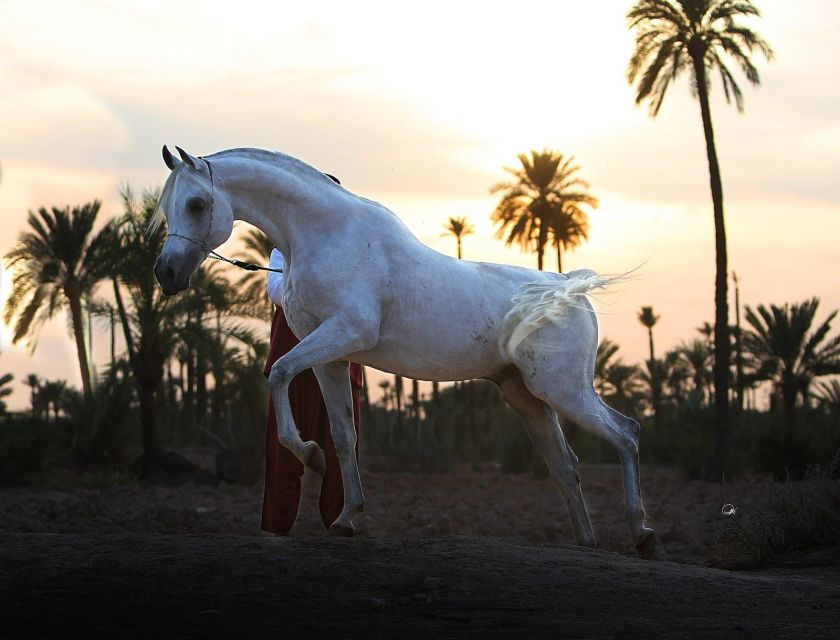 Agadir: Beach Horse Riding Tour