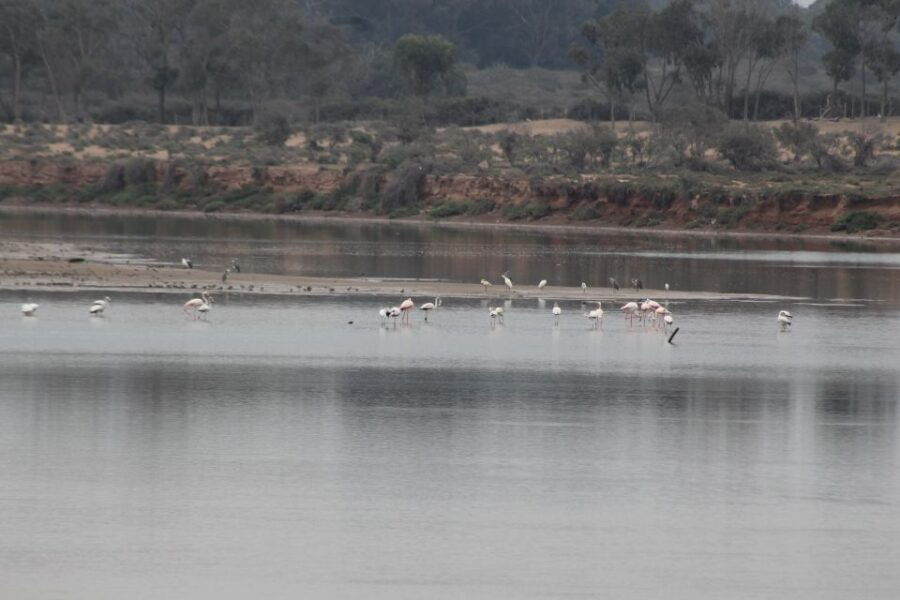 Agadir: Camel Ride Tour With Tea and Dinner Option - Good To Know