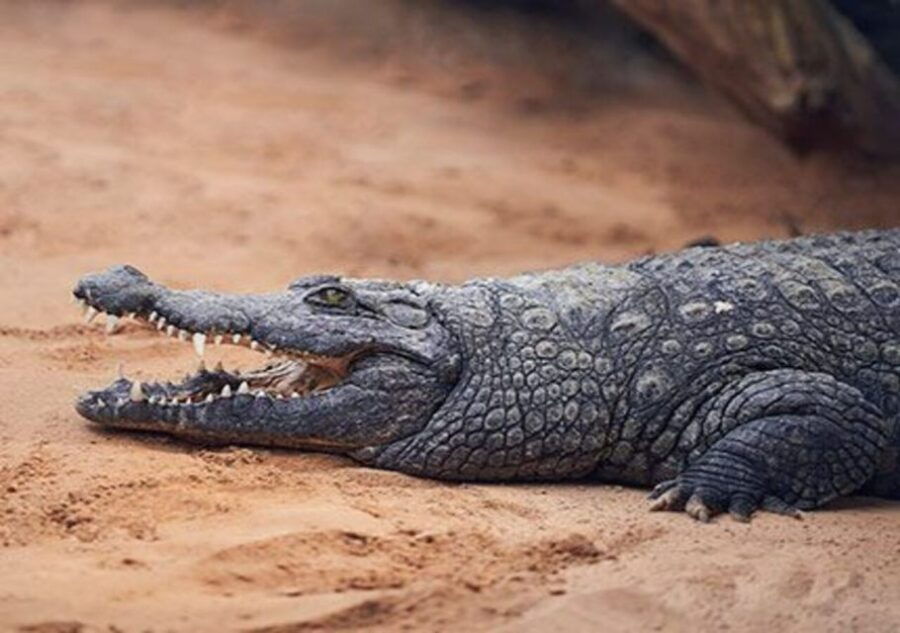Agadir: Crocoparc Entry Ticket With Hotel Transfer - Good To Know