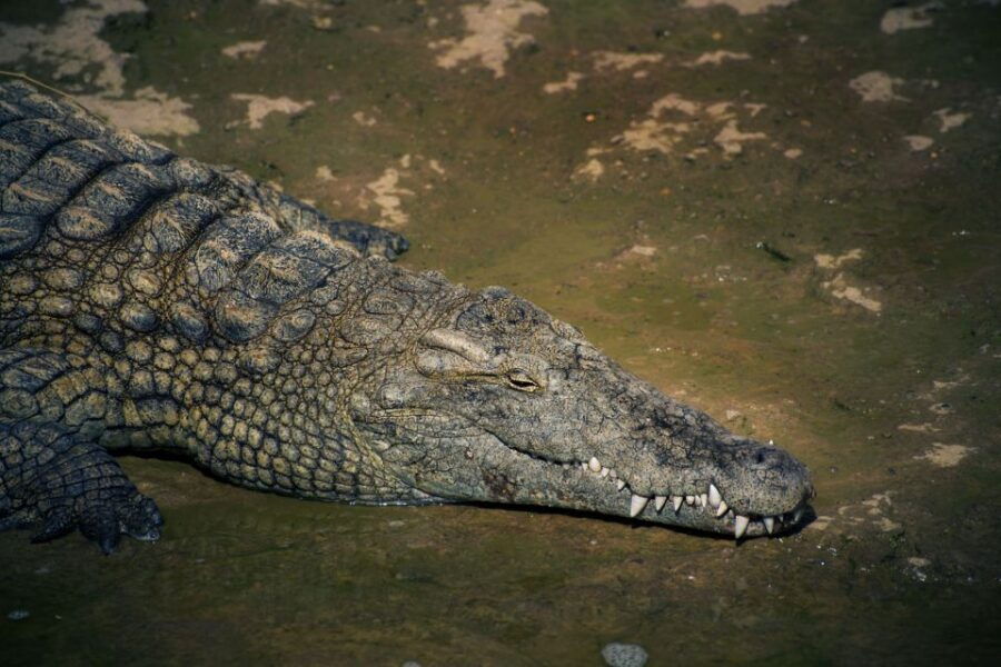 Agadir Crocoparc: Ticket and Transfer
