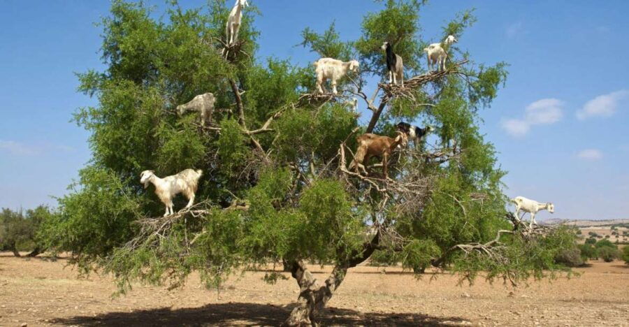 Agadir: Goat on Trees & Crocodile Park Including Hotelpickup