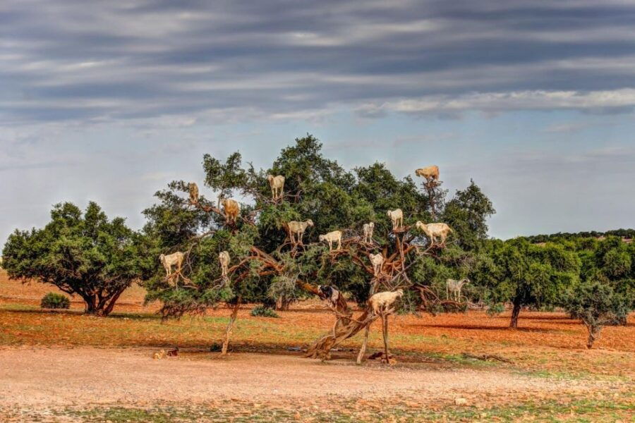 Agadir: Goat on Trees & Crocodile Park Including Hotelpickup