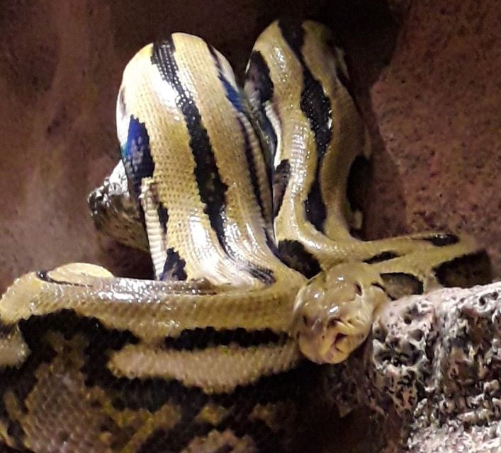 Agadir: Goat on Trees & Crocodile Park Including Hotelpickup - Tour Duration & Inclusions