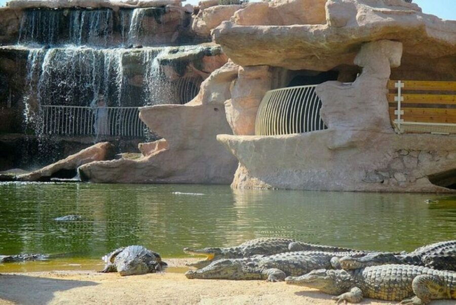 Agadir: Goat on Trees & Crocopark Including Hotel Pickup - Good To Know