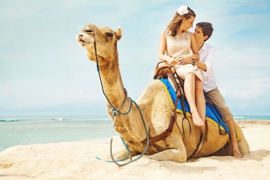 Agadir or Taghazout: Camel Ride Experience