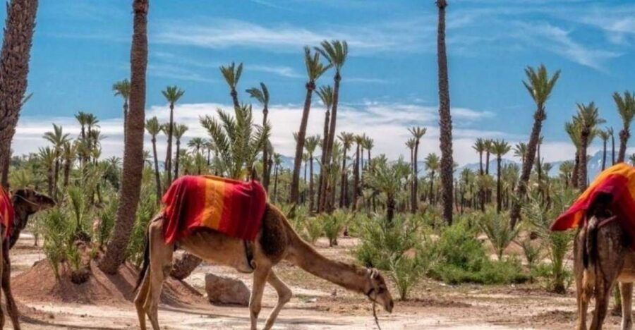 Agadir to Marrakech Day Trip - Good To Know