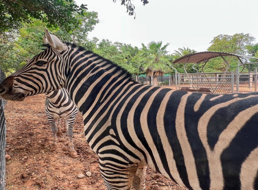 Agadir: Visit Villate Limoune Ticket & Hotel Pickup Included - Good To Know