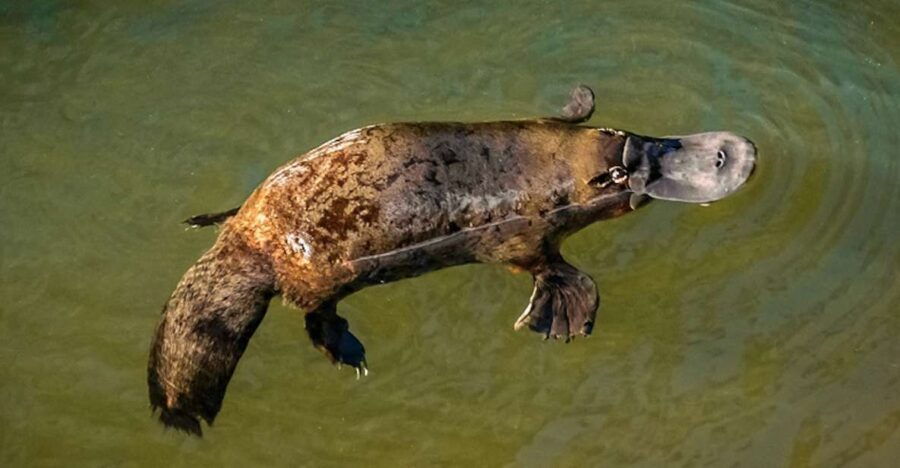 Airlie Beach: Platypus, Eungella and Waterfalls Day Tour