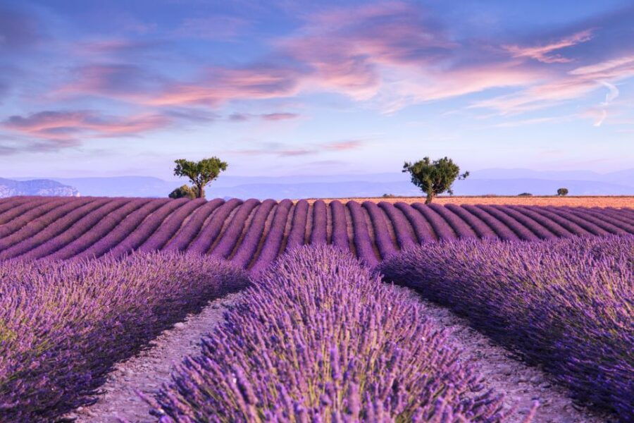 Aix-en-Provence: Day Trip to the Valensole Lavender Fields