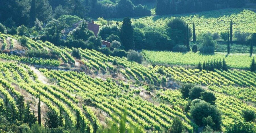 Aix-en-Provence: Half Day Wine Tour in Bandol and Cassis