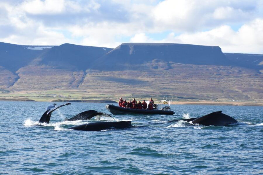 Akureyri: 2–Hour Whale Watching Express by RIB Speedboat - Good To Know