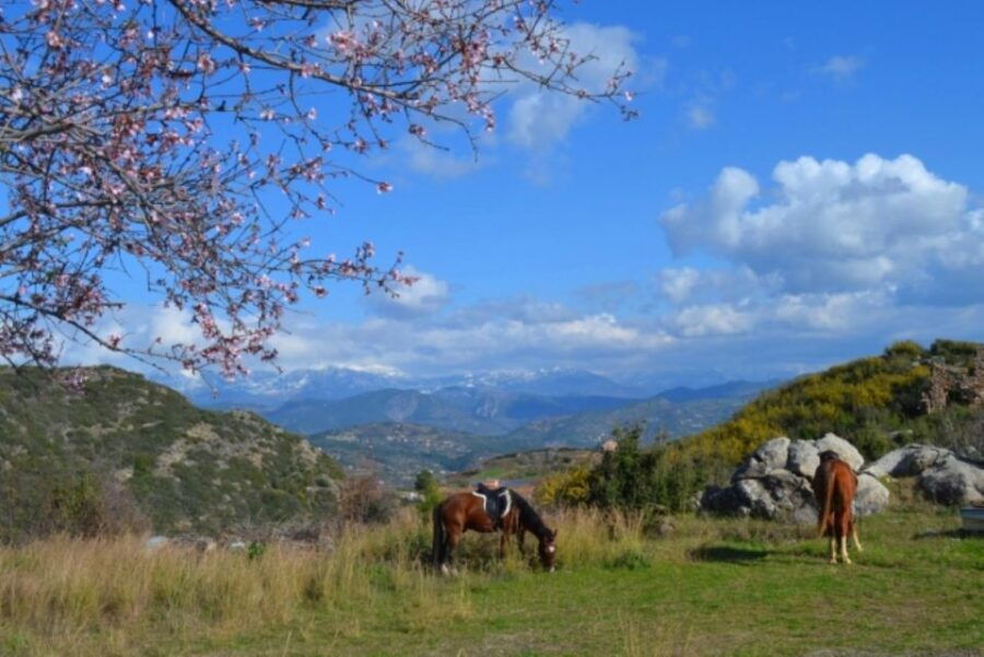 Alanya Horse Riding : Scenic Trails & Coastal Views - Good To Know