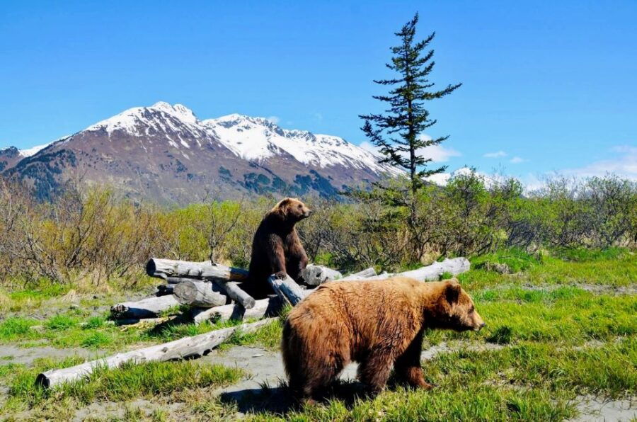 Alaska Wildlife Conservation Center: Admission Ticket - Good To Know