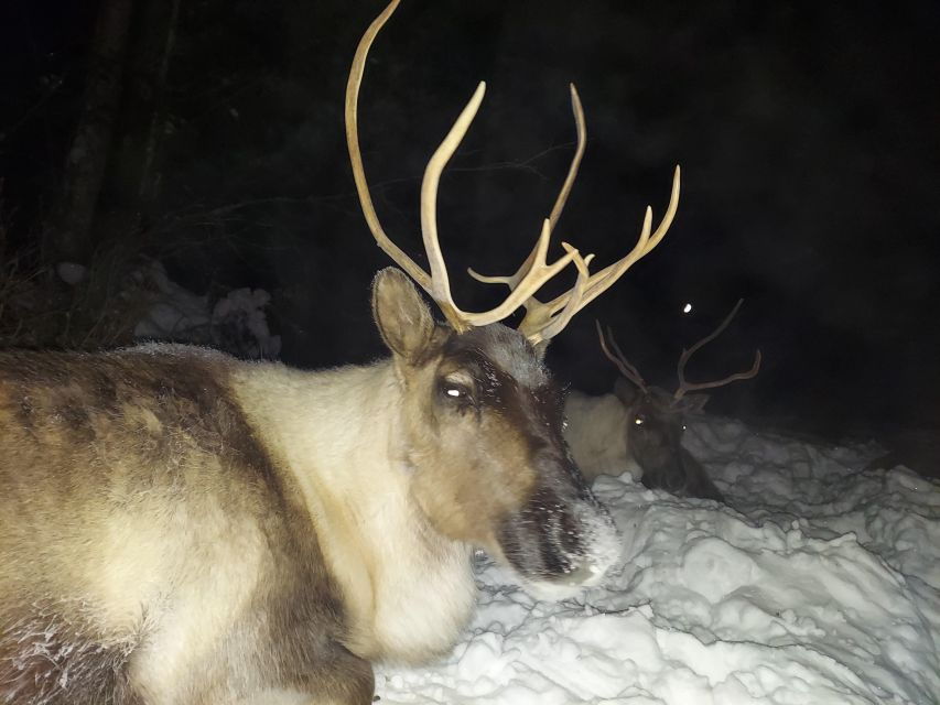 Alaskan Fireside Cookout With Reindeer - Good To Know