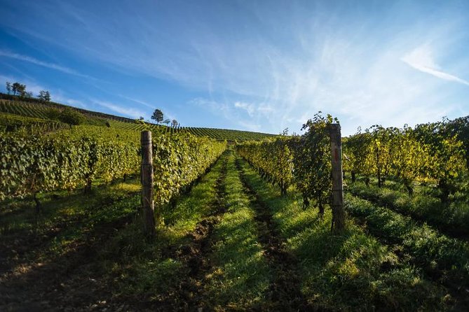 Alba Wine Tours, Private Tasting Experience Around Langhe Area. - Tour Pricing and Booking Details