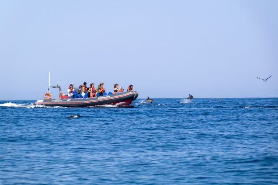 Albufeira: Dolphins, Benagil Caves and Coastline Boat Tour