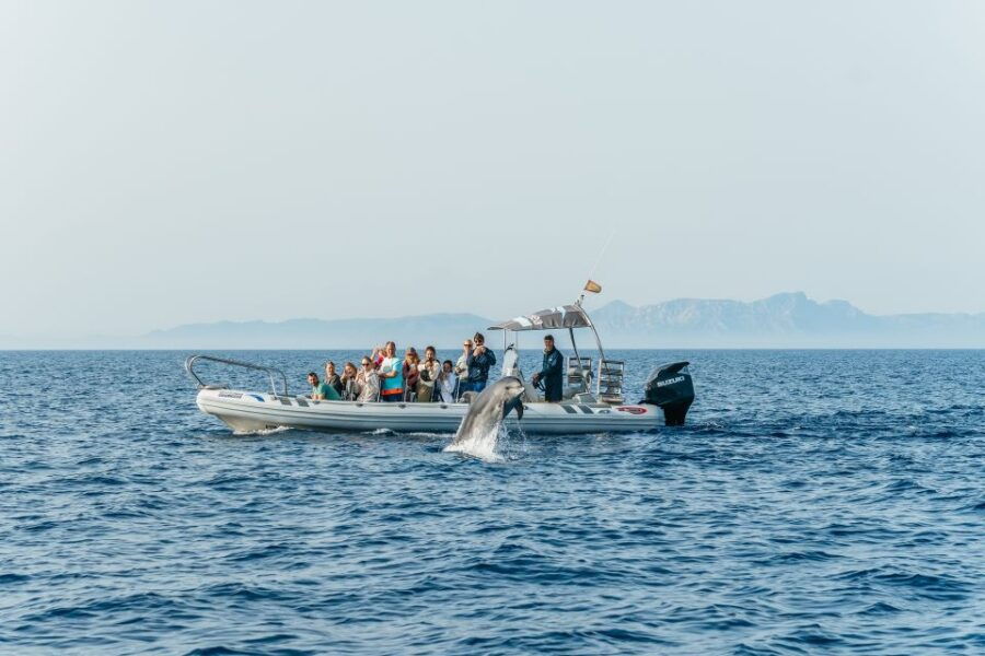 Alcudia/Can Picafort: Sunrise Dolphin-Watching Guided Cruise - Good To Know