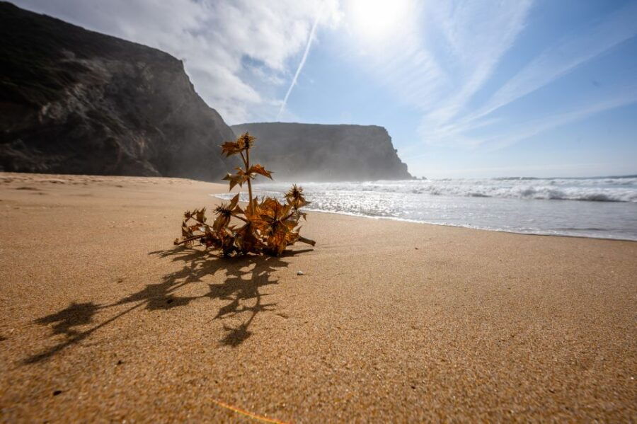 Algarve: Amazing Private Surf Lesson 2 Hours - Good To Know