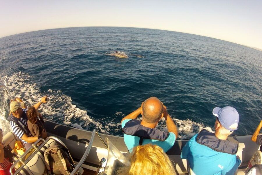 Algarve Dolphin Watching & Marine Life Eco Tour