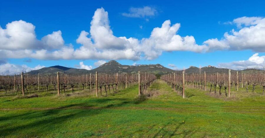 Alghero: Wine Tasting W/ Local Aperitif in the Vineyard - Vineyard Experience Highlights