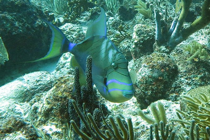 All-Day Guided Kayak and Snorkel Tour on St. Thomas  – St Thomas