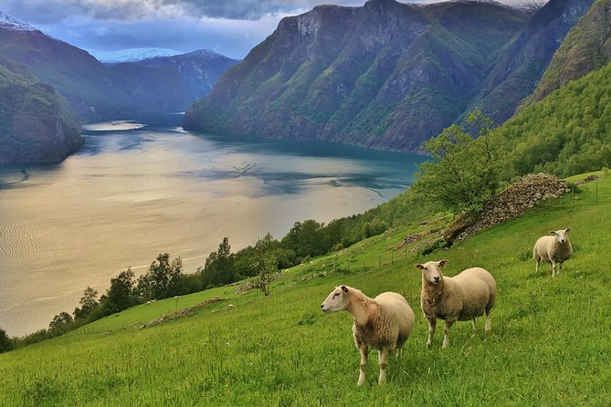 ALL ELECTRIC: Emission Free Tour to the World Heritage Fjords, 13 Hours - Good To Know