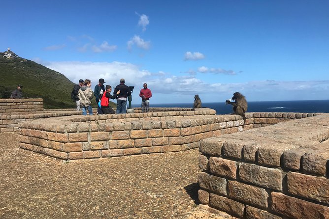 All in One African Penguins and Wine Tasting - Good To Know