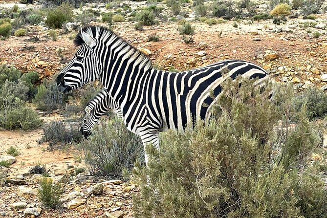 All-inclusive Big 5 Aquila Safari Game Drive Experience. - Good To Know