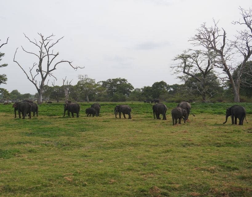 All-Inclusive Habarana Galoya Eco Park Privet Halfday Safari
