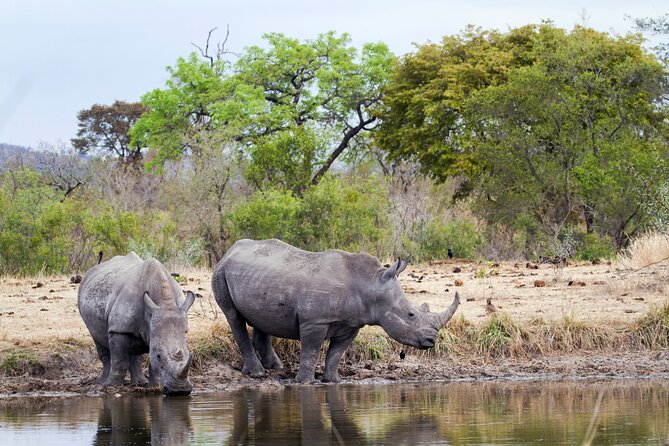 All Inclusive Kruger 2 Days Safari From Cape Town - Good To Know