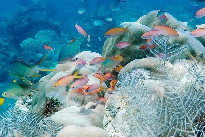 Amazing Bali Snorkeling At Blue Lagoon All Inclusive - Good To Know