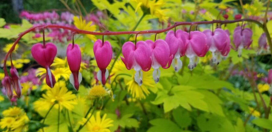 Anchorage: Botanical Garden Walking Tour