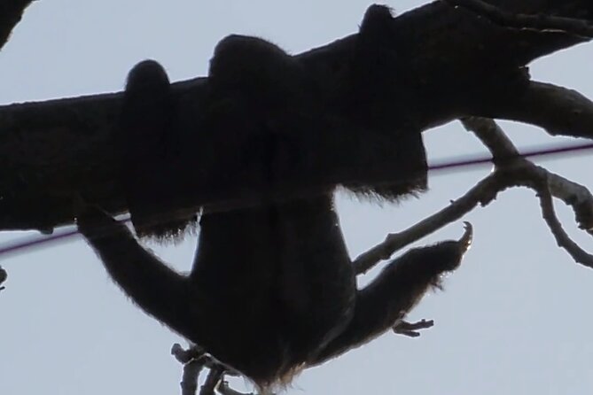 Ancon Hill, Sunrise, Nature & Wildlife Encounter in Panama City - Good To Know