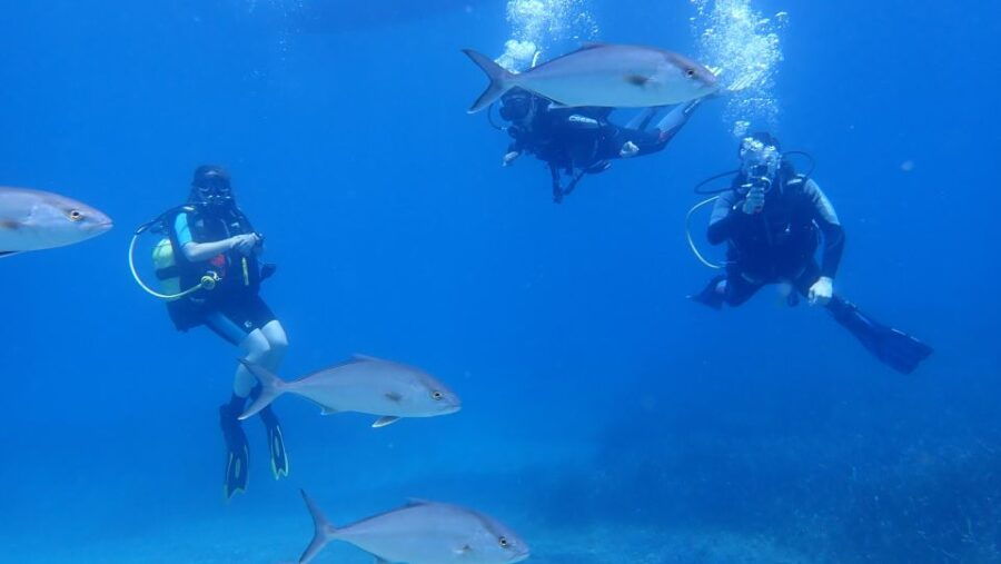 Andros: Get Your Padi Open Water Certificate!