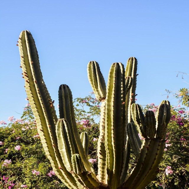 Anima Garden & André Heller’s Ticket Full-Day Visit