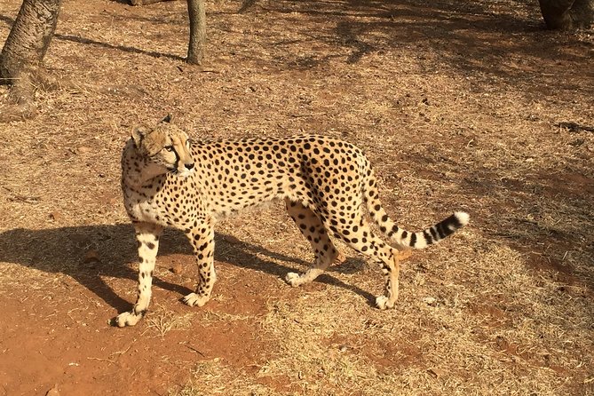 Ann Van Dyk Cheetah Centre Half-Day Tour From Johannesburg - Good To Know