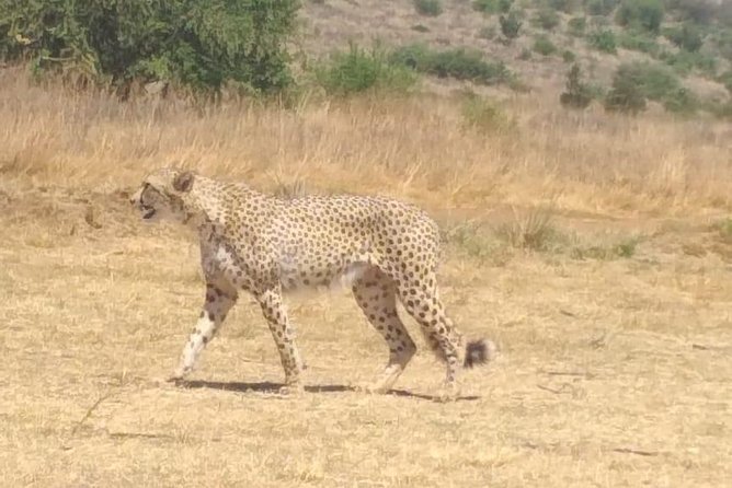 Ann Van Dyk Cheetah Centre - Good To Know