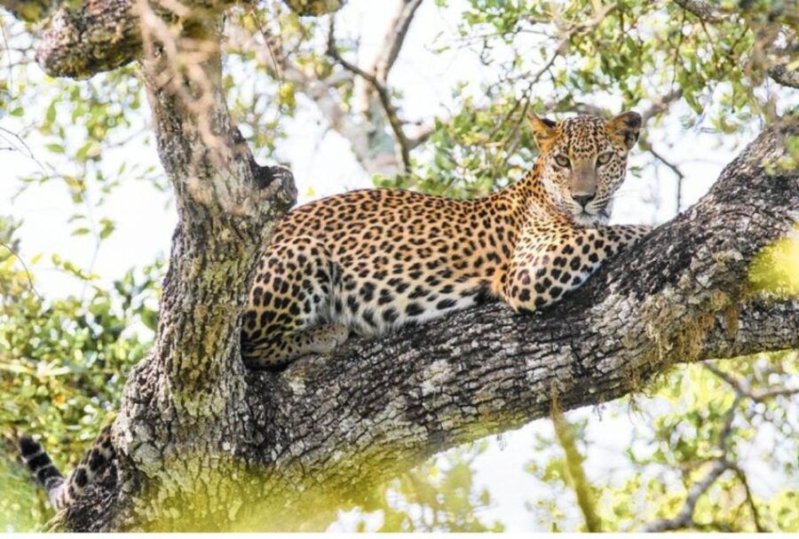 Anuradhapura: Evening or Morning Safari at Wilpattu Park - Good To Know