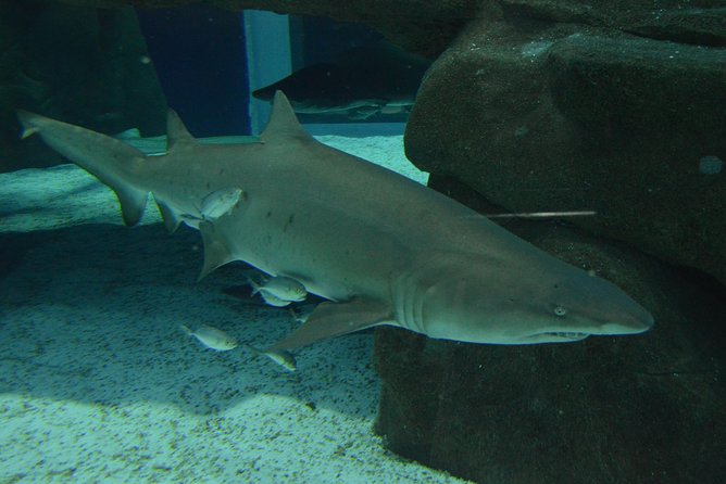 Aqua Rio Olympic Boulevard Tour - Rio De Janeiro by Pepe Rio Tours - Good To Know