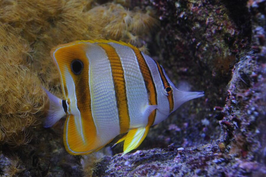 Aquarium of Genoa: Entry Ticket and Aperitif - Good To Know