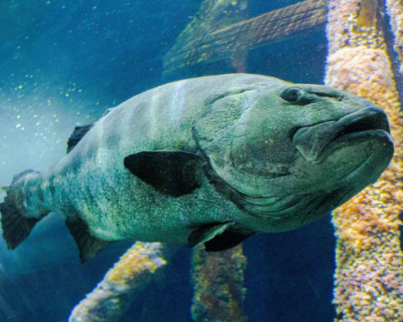 Aquarium of the Bay VIP Tour - Good To Know
