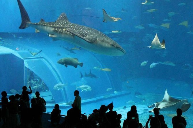 Aquarium Tour - Rio De Janeiro - Good To Know