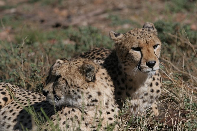Aquila Game Reserve Wildlife Safari From Cape Town - Good To Know