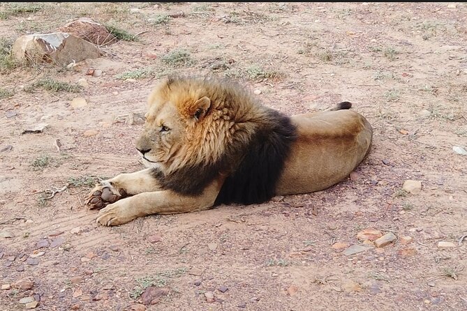 Aquila Sunset Safari Tour From Cape Town
