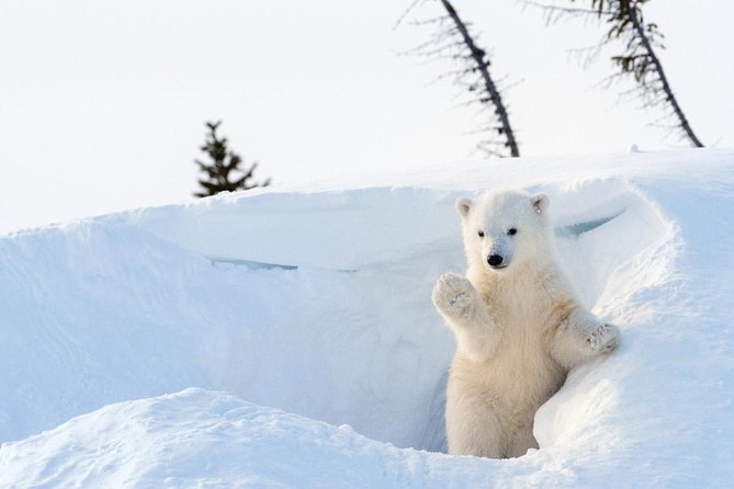 Arctic Animal Day Trip With Husky Farm, Reindeer Farm and Wildlife Park Visit - Pickup and Transportation Details