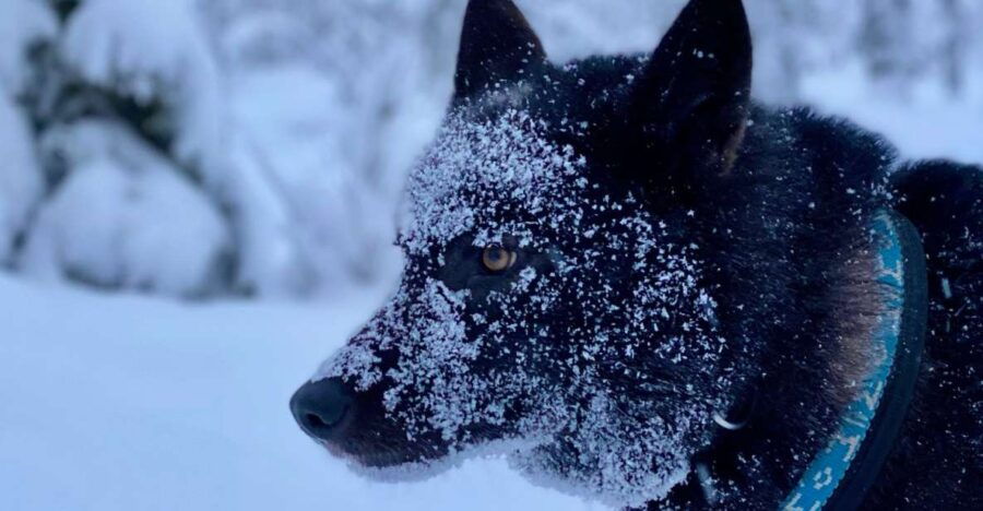 Arctic Wolf Extreme - Good To Know